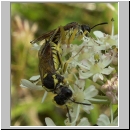 Tenthredo notha - Blattwespe 03.jpg